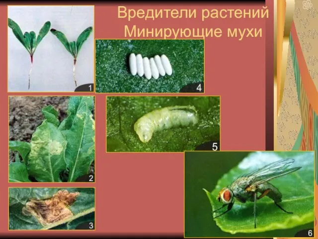 Вредители растений Минирующие мухи