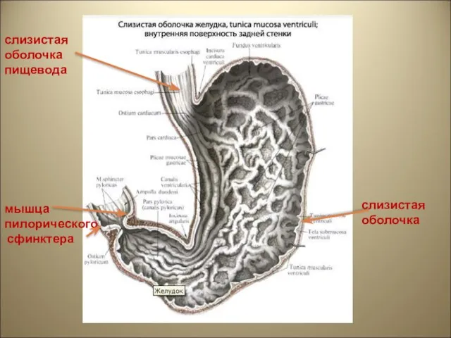 слизистая оболочка пищевода мышца пилорического сфинктера слизистая оболочка