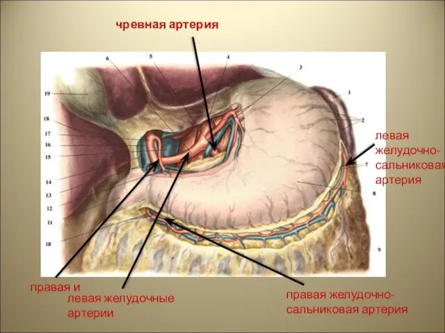 чревная артерия левая желудочные артерии правая и левая желудочно- сальниковая артерия правая желудочно-сальниковая артерия