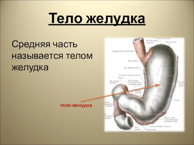 Тело желудка Средняя часть называется телом желудка тело желудка