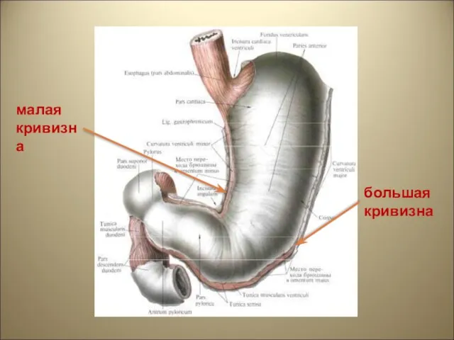 малая кривизна большая кривизна