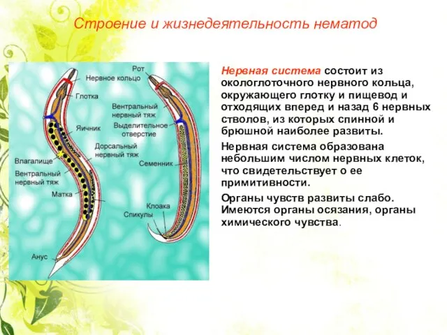 Строение и жизнедеятельность нематод Нервная система состоит из окологлоточного нервного