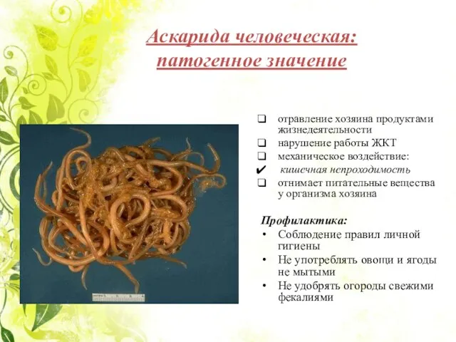 Аскарида человеческая: патогенное значение отравление хозяина продуктами жизнедеятельности нарушение работы