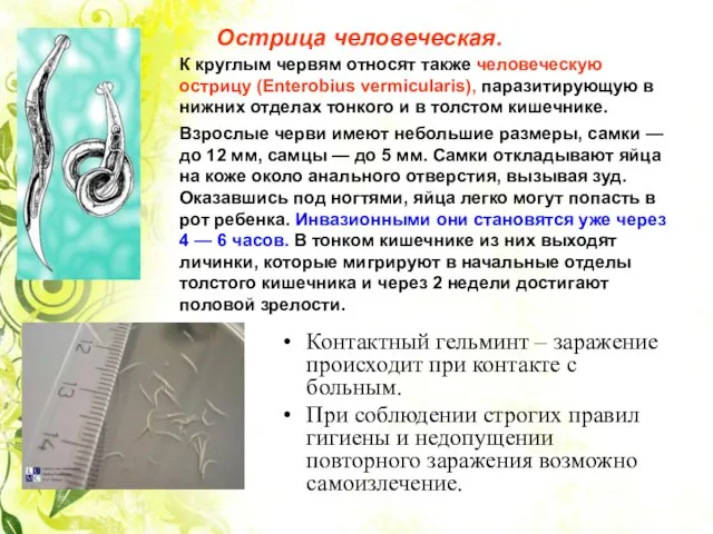 К круглым червям относят также человеческую острицу (Enterobius vermicularis), паразитирующую