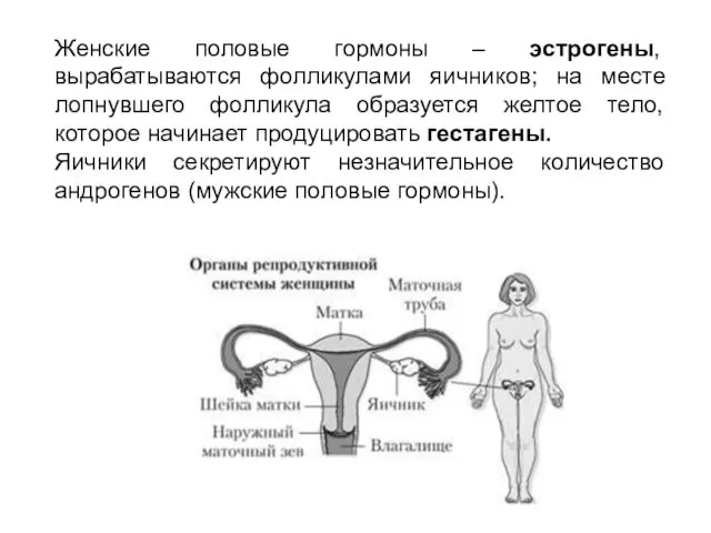 Женские половые гормоны