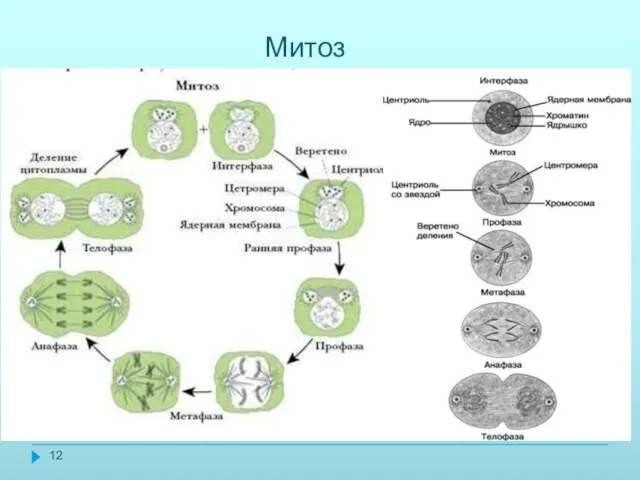 Митоз