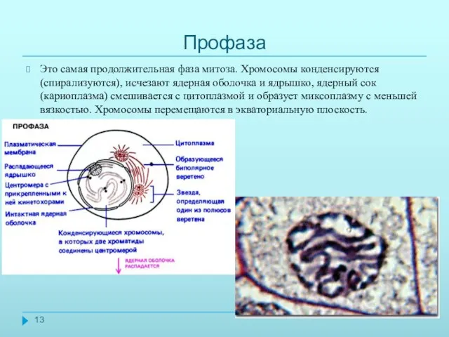 Профаза Это самая продолжительная фаза митоза. Хромосомы конденсируются (спирализуются), исчезают