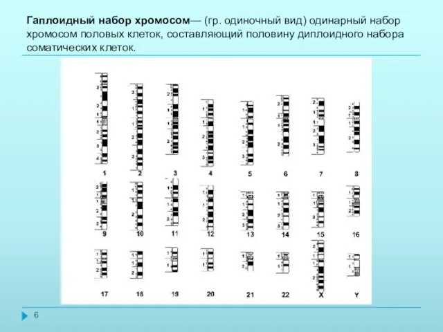 Гаплоидный набор хромосом— (гр. одиночный вид) одинарный набор хромосом половых