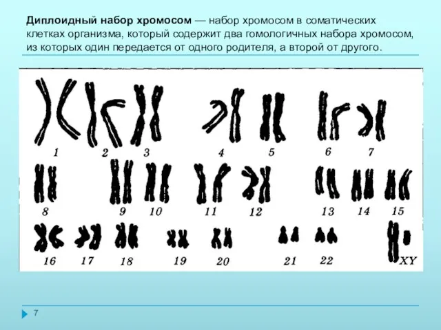 Диплоидный набор хромосом — набор хромосом в соматических клетках организма,