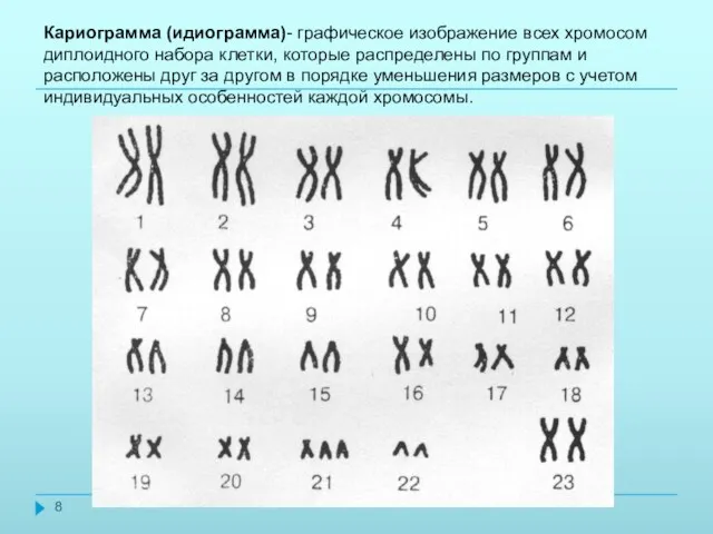 Кариограмма (идиограмма)- графическое изображение всех хромосом диплоидного набора клетки, которые