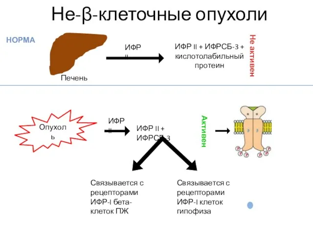 Не-β-клеточные опухоли Опухоль ИФР II НОРМА Печень ИФР II ИФР