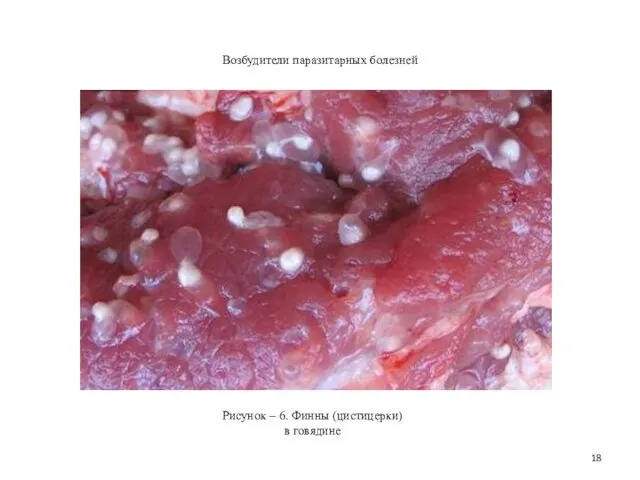 Возбудители паразитарных болезней Рисунок – 6. Финны (цистицерки) в говядине