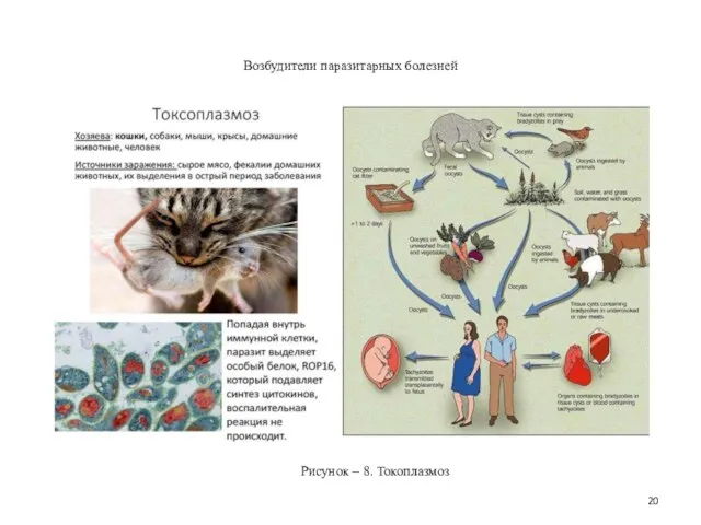 Возбудители паразитарных болезней Рисунок – 8. Токоплазмоз
