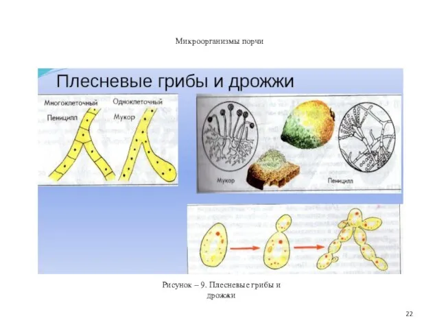 Микроорганизмы порчи Рисунок – 9. Плесневые грибы и дрожжи