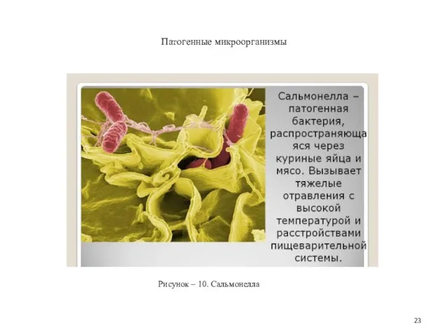 Патогенные микроорганизмы Рисунок – 10. Сальмонелла