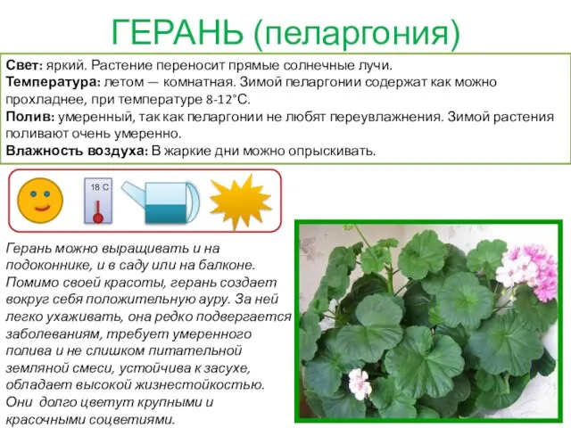 ГЕРАНЬ (пеларгония) Герань можно выращивать и на подоконнике, и в саду или на