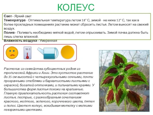 КОЛЕУС Растение из семейства губоцветных родом из тропической Африки и Азии. Это кустистое