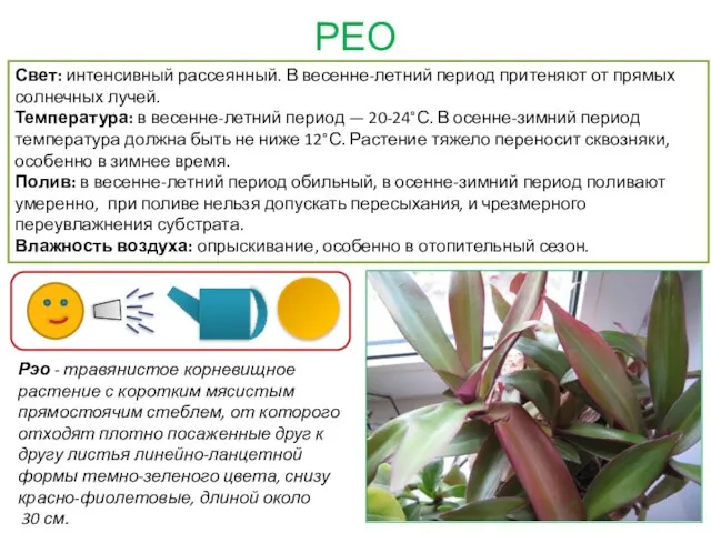 РЕО Рэо - травянистое корневищное растение с коротким мясистым прямостоячим стеблем, от которого