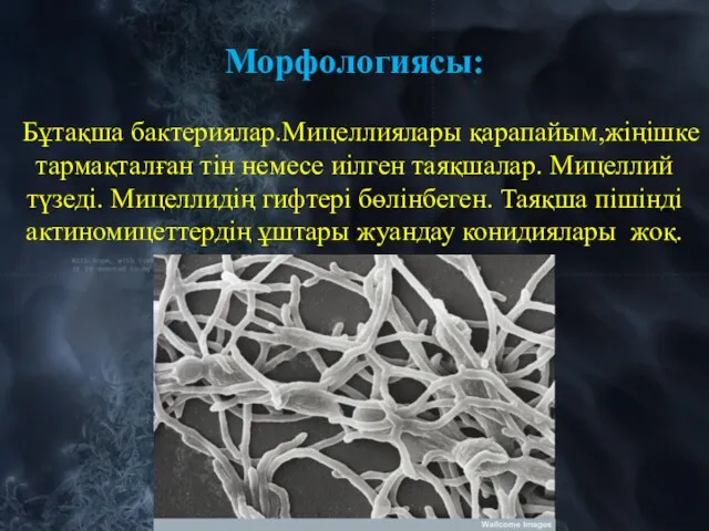 Морфологиясы: Бұтақша бактериялар.Мицеллиялары қарапайым,жіңішке тармақталған тін немесе иілген таяқшалар. Мицеллий түзеді. Мицеллидің гифтері