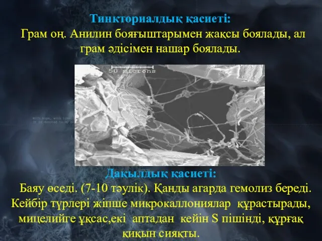 Тинкториалдық қасиеті: Грам оң. Анилин бояғыштарымен жақсы боялады, ал грам әдісімен нашар боялады.