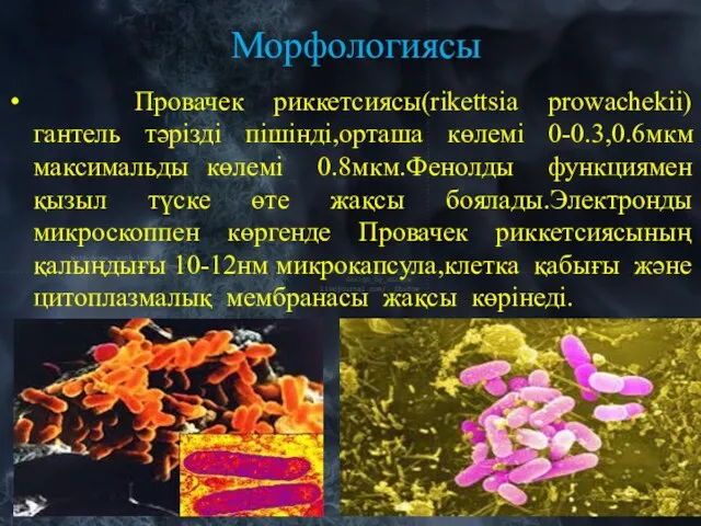 Морфологиясы Провачек риккетсиясы(rikettsia prowachekii) гантель тәрізді пішінді,орташа көлемі 0-0.3,0.6мкм максимальды көлемі 0.8мкм.Фенолды функциямен