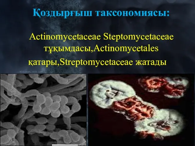 Қоздырғыш таксономиясы: Actinomycetaceae Steptomycetaceae тұқымдасы,Actinomycetales қатары,Streptomycetaceae жатады