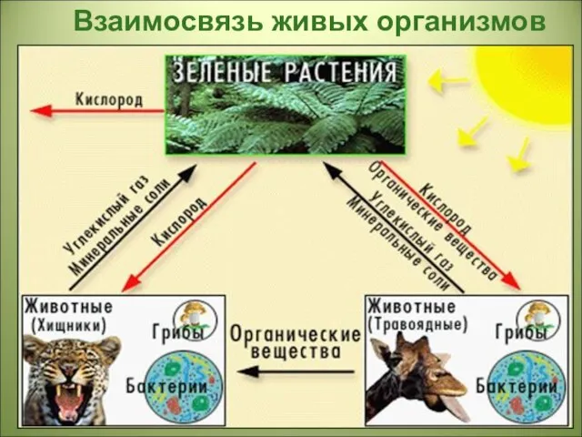 Взаимосвязь живых организмов