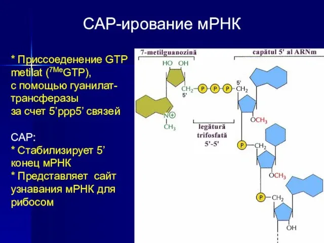 CAP-ирование мРНК * Приссоеденение GTP metilat (7MeGTP), с помощью гуанилат-трансферазы
