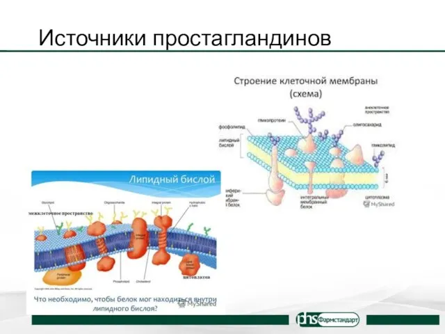 Источники простагландинов