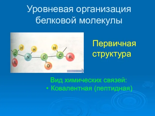 Уровневая организация белковой молекулы Первичная структура Вид химических связей: Ковалентная (пептидная)