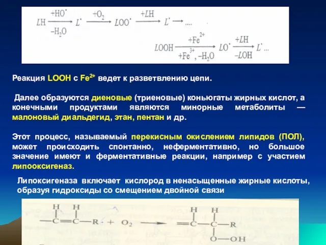 Реакция LООН с Fе2+ ведет к разветвлению цепи. Далее образуются