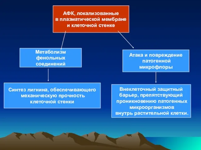 АФК, локализованные в плазматической мембране и клеточной стенке Атака и