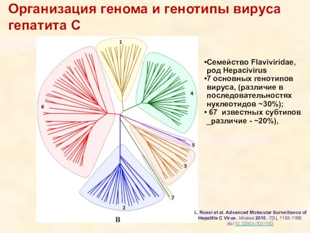 Организация генома и генотипы вируса гепатита С L. Rossi et al. Advanced Molecular