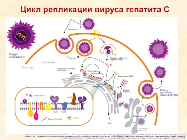 Цикл репликации вируса гепатита С 1) O’Leary JG, Davis GL.