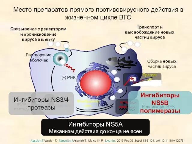 Место препаратов прямого противовирусного действия в жизненном цикле ВГС Ингибиторы NS3/4 протеазы Ингибиторы
