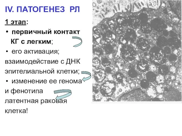 IV. ПАТОГЕНЕЗ РЛ 1 этап: первичный контакт КГ с легким;