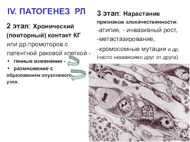 IV. ПАТОГЕНЕЗ РЛ 2 этап: Хронический (повторный) контакт КГ или