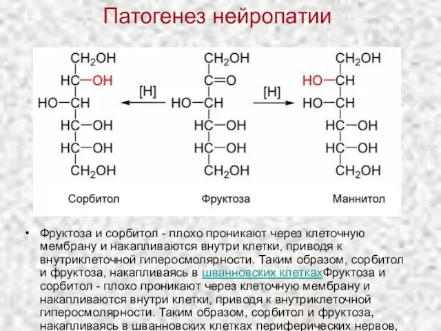 Патогенез нейропатии Фруктоза и сорбитол - плохо проникают через клеточную