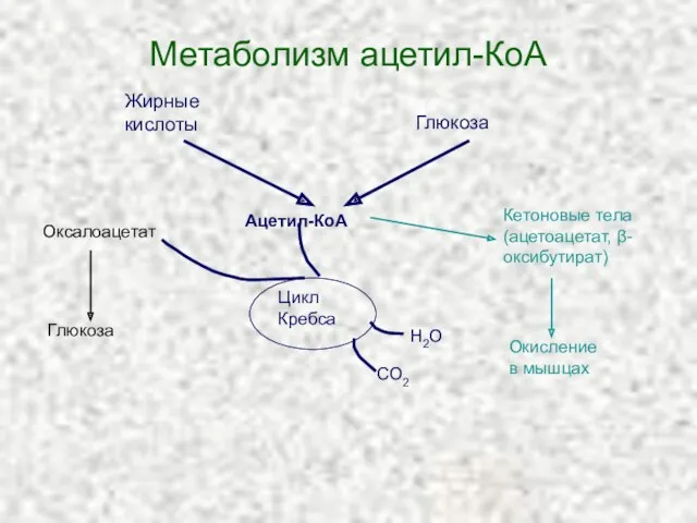 Метаболизм ацетил-КоА Оксалоацетат Глюкоза Кетоновые тела (ацетоацетат, β-оксибутират) Окисление в