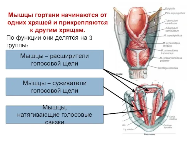 Мышцы – расширители голосовой щели Мышцы гортани начинаются от одних