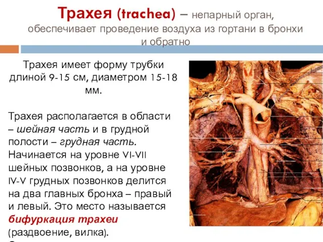 Трахея (trachea) – непарный орган, обеспечивает проведение воздуха из гортани