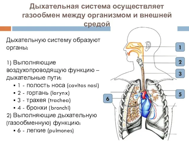 Дыхательная система осуществляет газообмен между организмом и внешней средой Дыхательную