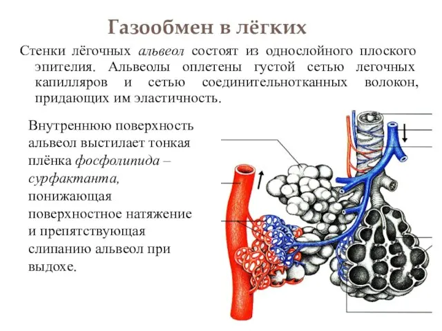 Газообмен в лёгких Стенки лёгочных альвеол состоят из однослойного плоского