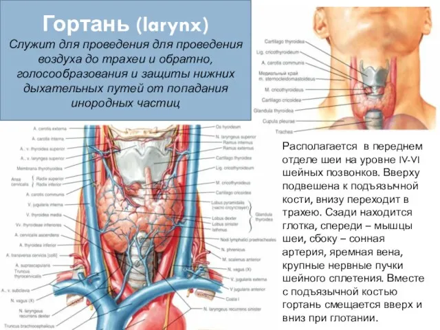 Гортань (larynx) Служит для проведения для проведения воздуха до трахеи