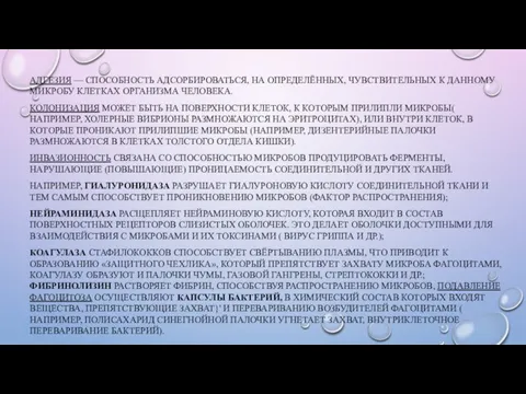 АДГЕЗИЯ — СПОСОБНОСТЬ АДСОРБИРОВАТЬСЯ, НА ОПРЕДЕЛЁННЫХ, ЧУВСТВИТЕЛЬНЫХ К ДАННОМУ МИКРОБУ