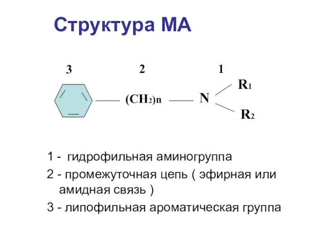 Структура МА 1 - гидрофильная аминогруппа 2 - промежуточная цепь