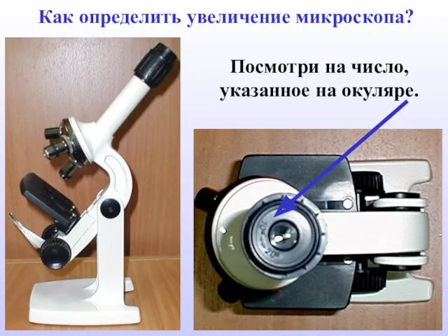 Как определить увеличение микроскопа? Посмотри на число, указанное на окуляре.