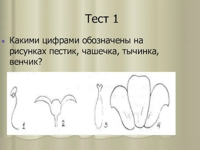 Тест 1 Какими цифрами обозначены на рисунках пестик, чашечка, тычинка, венчик?