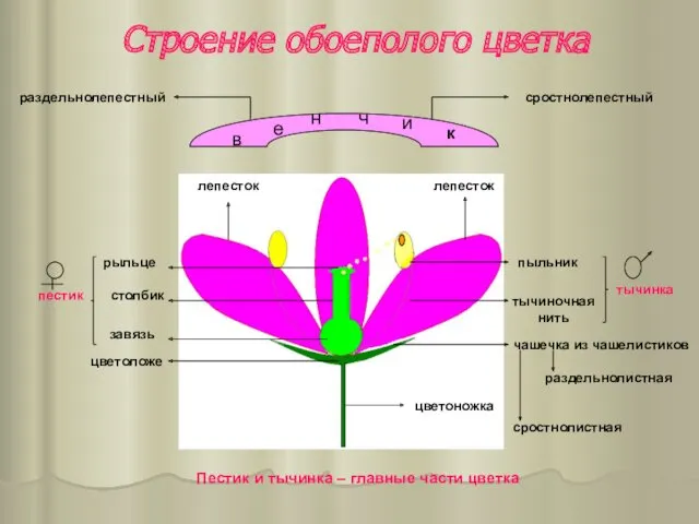 Строение обоеполого цветка в е н ч и к лепесток