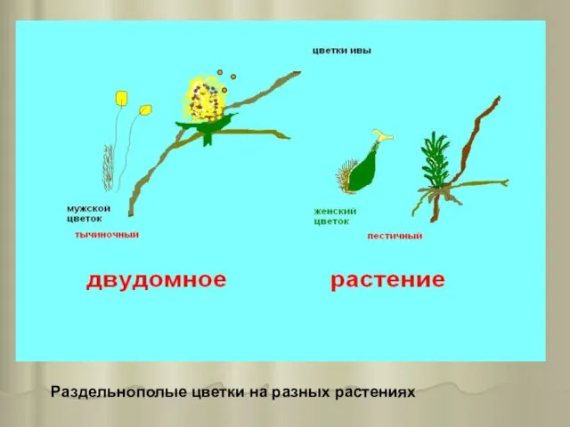 Раздельнополые цветки на разных растениях